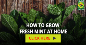 How to grow fresh mint at home | Totkay